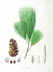 Pinus koraiensis (koreai  selyem fenyő)