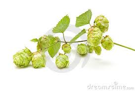 Komló ( Humulus Lupulus)  www.nutrilab.hu