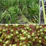 saw palmetto termes saw palmetto termes
