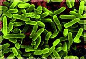 Probiotikumokkal pótolhatóak az elveszett " jó baktériumok" www.nutrilab.hu